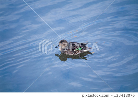 A female duck on the Yasuragi Embankment of the Shinano River A female duck on the Yasuragi Embankment of the Shinano River 123418076
