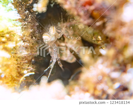 A beautiful and transparent juvenile giant turtle (family Muscicapidae). Nakagi Hirizo Beach, Minamiizu-cho, Kamo-gun, Izu Peninsula, Shizuoka Prefecture 123418134
