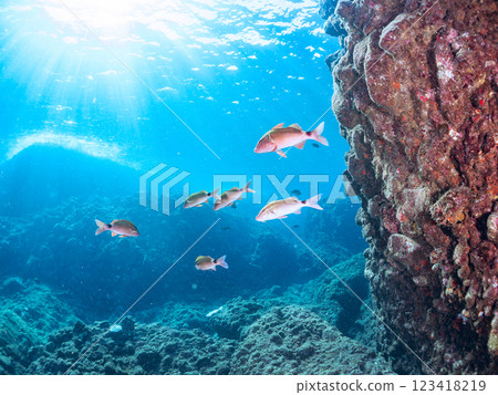 A beautiful school of Goatfish (family Goatfish), Red Sea Bream (family Scutigeridae), and Black Sea Bream (family Scutigeridae). Hirizo Beach. A beautiful school of Goatfish (family Goatfish), Red Sea Bream (family Scutigeridae), and Black Sea Bream (family Scutigeridae). Hirizo Beach. 123418219