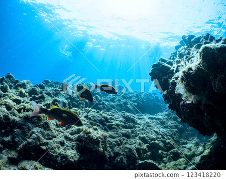A beautiful school of Goatfish (family Goatfish), Red Sea Bream (family Scutigeridae), and Black Sea Bream (family Scutigeridae). Hirizo Beach. A beautiful school of Goatfish (family Goatfish), Red Sea Bream (family Scutigeridae), and Black Sea Bream (family Scutigeridae). Hirizo Beach. 123418220