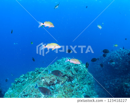 一群美麗的紅鯢魚(Goatfishidae 科)、條紋鯛(Scutigeridae 科)、黑鯛(Pectiniidae 科)和其他魚類。 Hirizo 海灘。 一群美麗的紅鯢魚(Goatfishidae 科)、條紋鯛(Scutigeridae 科)、黑鯛(Pectiniidae 科)和其他魚類。 Hirizo 海灘。 123418227