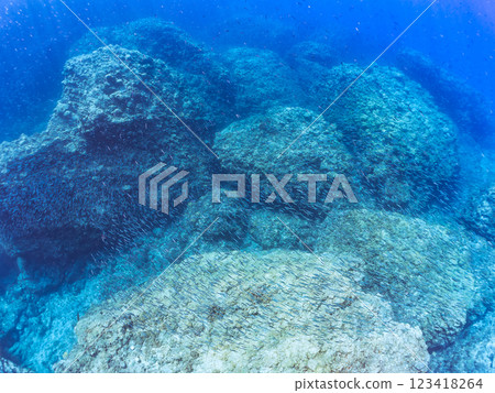 A beautiful group of Horihimeji (Goatfish family), Kibinago (Clupeidae family), and others. Nakagi Hirizo Beach, Minamiizu-cho, Kamo-gun, Izu Peninsula 123418264