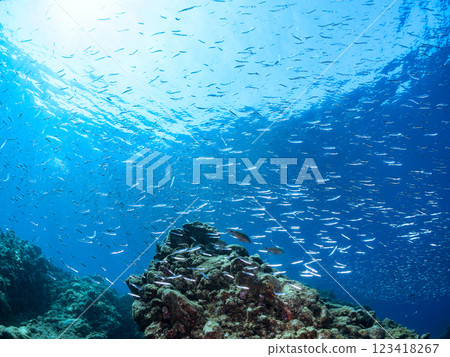 A beautiful group of Horihimeji (Goatfish family), Kibinago (Clupeidae family), and others. Nakagi Hirizo Beach, Minamiizu-cho, Kamo-gun, Izu Peninsula 123418267