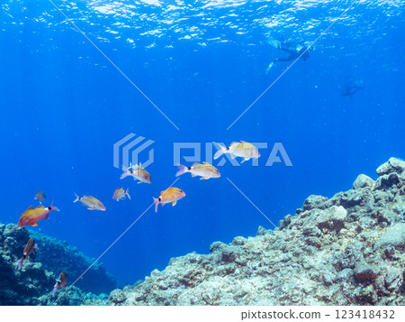 A skin diver swimming on the surface with a beautiful school of backlit goatfish and other fish. Nakagi Hirizo Beach, Minamiizu-cho, Kamo-gun, 2024 123418432