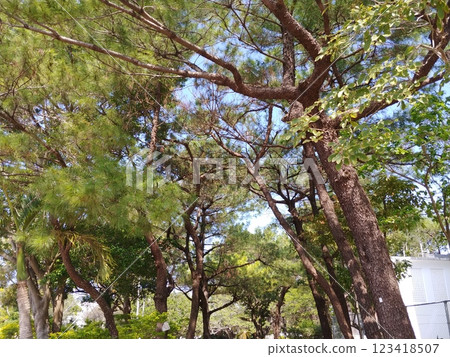 Okinawa Naha City Matsuyama Park 20 Okinawa Naha City Matsuyama Park 20 123418507