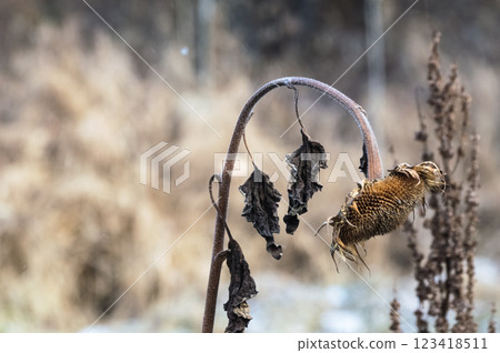 Dry sunflower in the snow on a background of the winter forest Dry sunflower in the snow on a background of the winter forest 123418511