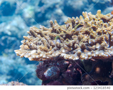 Beautiful bleached table coral and juvenile starfish at Nakagi Hirizo Beach, Minamiizu-cho, Kamo-gun, Izu Peninsula, Shizuoka Prefecture, 2024 123418540