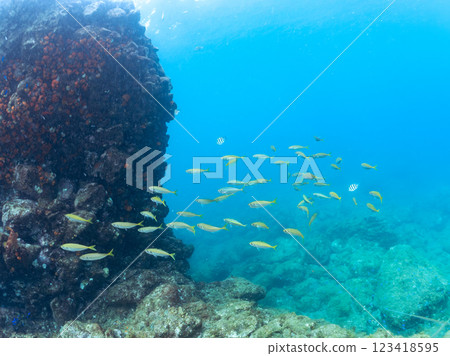 一群美麗的竹莢魚 (Carassius auratus) 和其他魚類。 2024 靜岡縣伊豆半島賀茂郡南伊豆町中木寬佐海灘 123418595