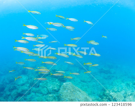 A beautiful school of horse mackerel (Carangidae) and other fish. Nakagi Hirizo Beach, Minamiizu-cho, Kamo-gun, Izu Peninsula, Shizuoka Prefecture, 2024 123418596