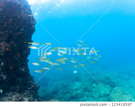 一群美麗的竹莢魚 (Carassius auratus) 和其他魚類。 2024 靜岡縣伊豆半島賀茂郡南伊豆町中木寬佐海灘 123418597