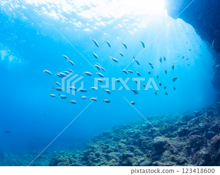 A beautiful school of horse mackerel (Carangidae) and other fish. Nakagi Hirizo Beach, Minamiizu-cho, Kamo-gun, Izu Peninsula, Shizuoka Prefecture, 2024 A beautiful school of horse mackerel (Carangidae) and other fish. Nakagi Hirizo Beach, Minamiizu-cho, Kamo-gun, Izu Peninsula, Shizuoka Prefecture, 2024 123418600