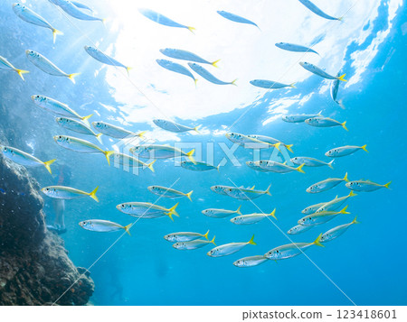 A beautiful school of horse mackerel (Carangidae) and other fish. Nakagi Hirizo Beach, Minamiizu-cho, Kamo-gun, Izu Peninsula, Shizuoka Prefecture, 2024 123418601