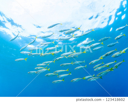 A beautiful school of horse mackerel (Carangidae) and other fish. Nakagi Hirizo Beach, Minamiizu-cho, Kamo-gun, Izu Peninsula, Shizuoka Prefecture, 2024 123418602