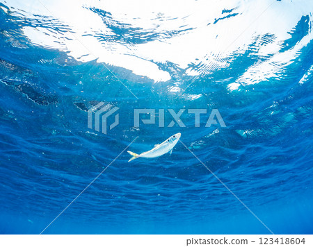 一群美麗的竹莢魚 (Carassius auratus) 和其他魚類。 2024 靜岡縣伊豆半島賀茂郡南伊豆町中木寬佐海灘 123418604