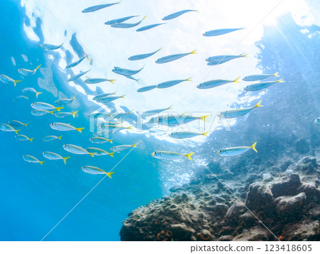 一群美麗的竹莢魚 (Carassius auratus) 和其他魚類。 2024 靜岡縣伊豆半島賀茂郡南伊豆町中木寬佐海灘 123418605