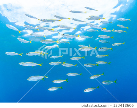 一群美麗的竹莢魚 (Carassius auratus) 和其他魚類。 2024 靜岡縣伊豆半島賀茂郡南伊豆町中木寬佐海灘 123418606