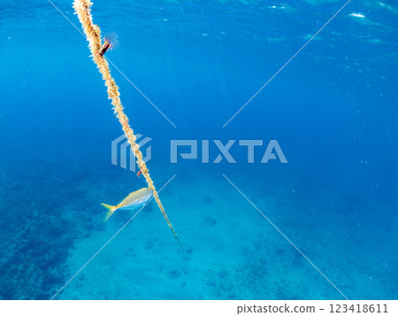 一群美麗的竹莢魚 (Carassius auratus) 和其他魚類。 2024 靜岡縣伊豆半島賀茂郡南伊豆町中木寬佐海灘 一群美麗的竹莢魚 (Carassius auratus) 和其他魚類。 2024 靜岡縣伊豆半島賀茂郡南伊豆町中木寬佐海灘 123418611
