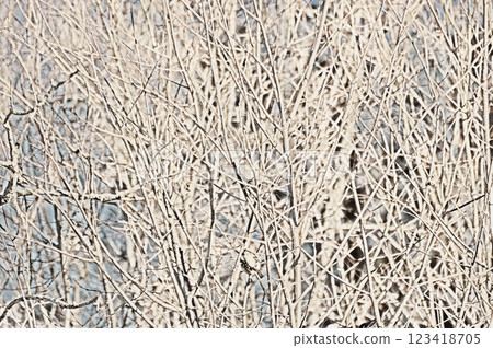 Tree branches covered with hoarfrost in winter. Natural background. 123418705