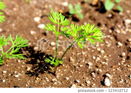 胡蘿蔔、胡蘿蔔、農業、蔬菜 胡蘿蔔、胡蘿蔔、農業、蔬菜 123418712