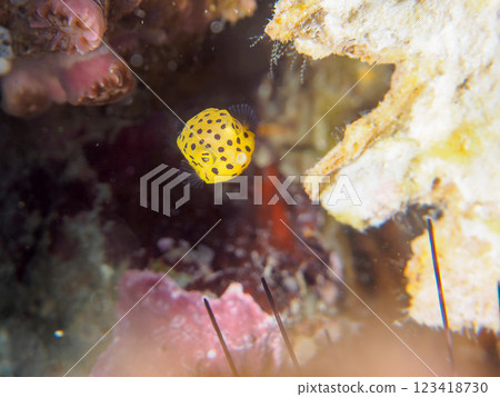 可愛的年輕南方箱魚(箱魚家族)。 靜岡縣伊豆半島加茂郡南伊豆町中木広濱2024 可愛的年輕南方箱魚(箱魚家族)。 靜岡縣伊豆半島加茂郡南伊豆町中木広濱2024 123418730