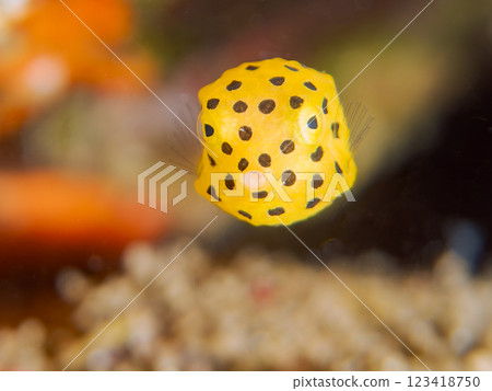 A cute juvenile boxfish (family Oligodontidae). Nakagi Hirizo Beach, Minamiizu-cho, Kamo-gun, Izu Peninsula, Shizuoka Prefecture, 2024 123418750