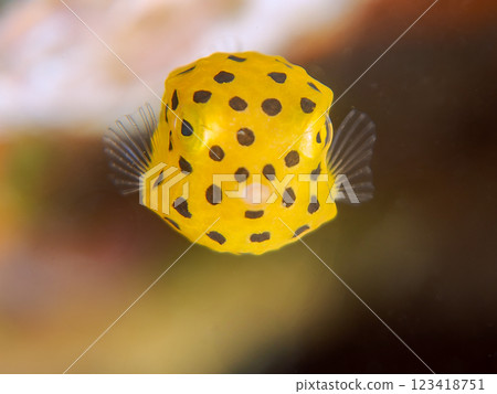 A cute juvenile boxfish (family Oligodontidae). Nakagi Hirizo Beach, Minamiizu-cho, Kamo-gun, Izu Peninsula, Shizuoka Prefecture, 2024 123418751