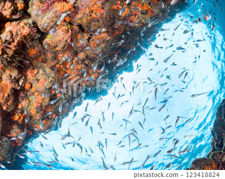 A beautiful school of young fishes including the southern spotted coral reef fish, black spotted coral reef fish and others in an underwater cave, Nakagi Hirizo, Minamiizu-cho, Kamo-gun, Izu 123418824