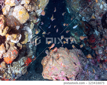 A school of red goatfish, ishizaki pufferfish, and southern spotted wormfish in an underwater cave at Nakagi Hirizo Beach, Minamiizu Town, Kamo District, Izu Peninsula, Shizuoka Prefecture 123418873