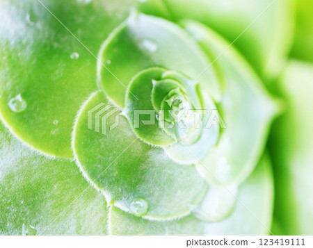Succulent plant with water droplets Succulent plant with water droplets 123419111