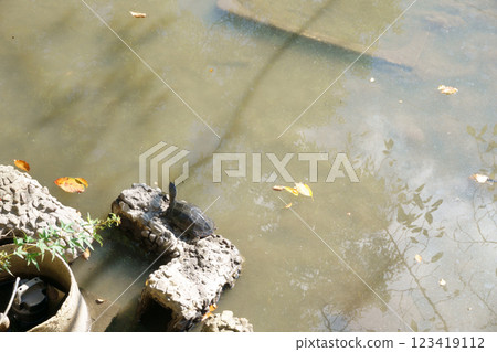 Turtles kept in a pond Turtles kept in a pond 123419112
