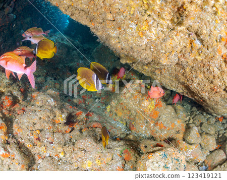 Beautiful Goatfish (Goatfish family), Southern Goatfish (Goatfish family) and other flocks in an underwater cave. Hirizo Beach 123419121