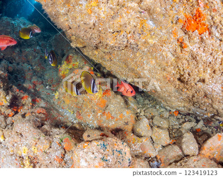 水下洞穴中的美麗的鯰魚（科：鯰魚）、南部鯰魚（科：鯰魚）和其他魚群。 Hirizo 海灘 123419123