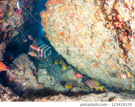 Beautiful Goatfish (Goatfish family), Southern Goatfish (Goatfish family) and other flocks in an underwater cave. Hirizo Beach 123419129