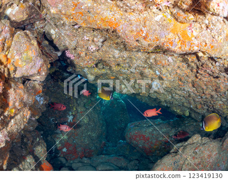 Beautiful Goatfish (Goatfish family), Southern Goatfish (Goatfish family) and other flocks in an underwater cave. Hirizo Beach 123419130