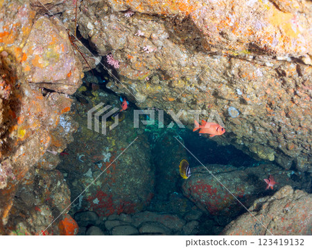 Beautiful Goatfish (Goatfish family), Southern Goatfish (Goatfish family) and other flocks in an underwater cave. Hirizo Beach 123419132