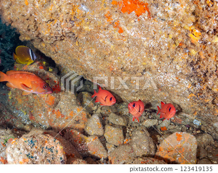 Beautiful Goatfish (Goatfish family), Southern Goatfish (Goatfish family) and other flocks in an underwater cave. Hirizo Beach 123419135
