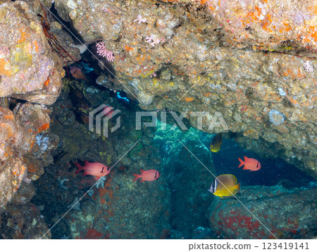 Beautiful Goatfish (Goatfish family), Southern Goatfish (Goatfish family) and other flocks in an underwater cave. Hirizo Beach 123419141