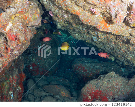 水下洞穴中的美麗的鯰魚（科：鯰魚）、南部鯰魚（科：鯰魚）和其他魚群。 Hirizo 海灘 123419142