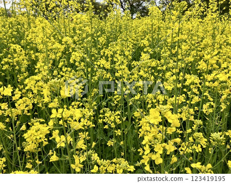油菜田 123419195