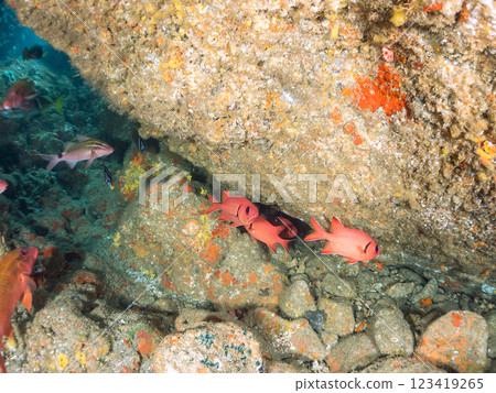 Beautiful sesame-finned ibis, Japanese bush warblers, southern spotted hawk moths, butterflyfish, and others in the underwater cave Hirizo Beach 123419265