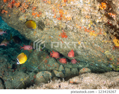 Beautiful sesame-finned ibis, Japanese bush warblers, southern spotted hawk moths, butterflyfish, and others in the underwater cave Hirizo Beach 123419267