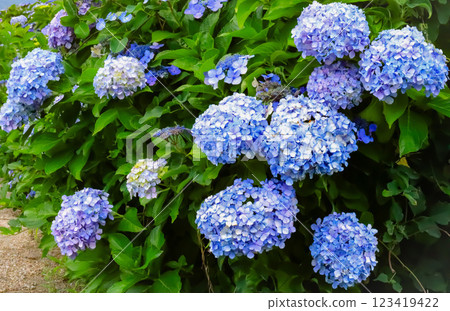 藍色繡球花 藍色繡球花 123419422