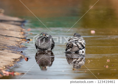 鳥洗澡 鳥洗澡 123419461