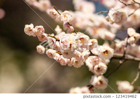 梅花告訴春天的到來 梅花告訴春天的到來 123419462