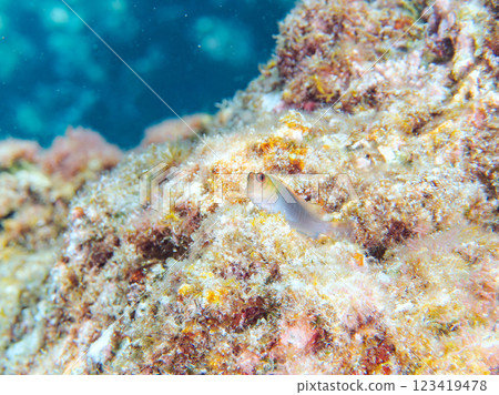 Beautiful corals and cute juvenile lionfish (Blennyidae) and others. Nakagi Hirizo Beach, Minamiizu-cho, Kamo-gun, Izu Peninsula, Shizuoka Prefecture 123419478