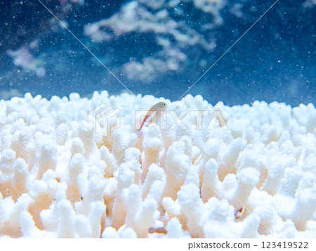 Beautiful bleached table coral and cute juvenile hawkfish (hawkfish family) at Nakagi Hirizo Beach, Minamiizu Town, Kamo District 123419522