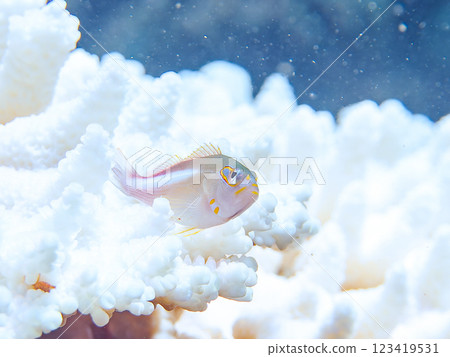 加茂郡南伊豆町中木飛鯔海岸的美麗的白化桌珊瑚和可愛的鷹幼魚（鷹嘴豆科） 123419531