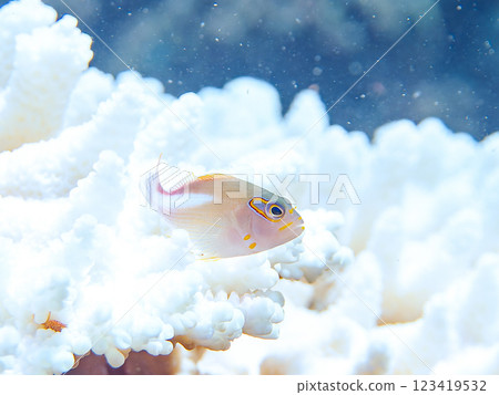 Beautiful bleached table coral and cute juvenile hawkfish (hawkfish family) at Nakagi Hirizo Beach, Minamiizu Town, Kamo District Beautiful bleached table coral and cute juvenile hawkfish (hawkfish family) at Nakagi Hirizo Beach, Minamiizu Town, Kamo District 123419532