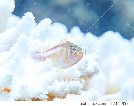 Beautiful bleached table coral and cute juvenile hawkfish (hawkfish family) at Nakagi Hirizo Beach, Minamiizu Town, Kamo District 123419533