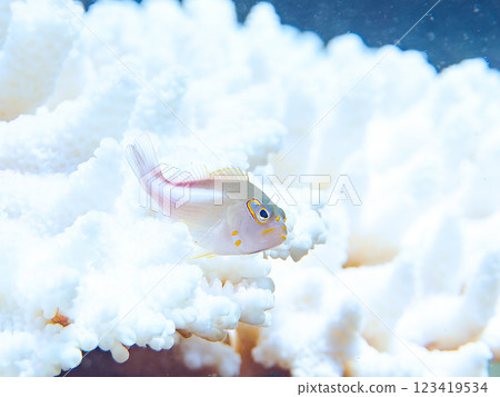 加茂郡南伊豆町中木飛鯔海岸的美麗的白化桌珊瑚和可愛的鷹幼魚（鷹嘴豆科） 123419534